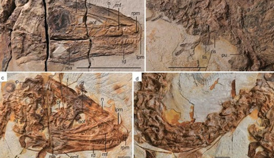 Anatomy-of-Sinosauropteryx-lingyuanensis-and-Huadanosaurus-sinensis.jpg