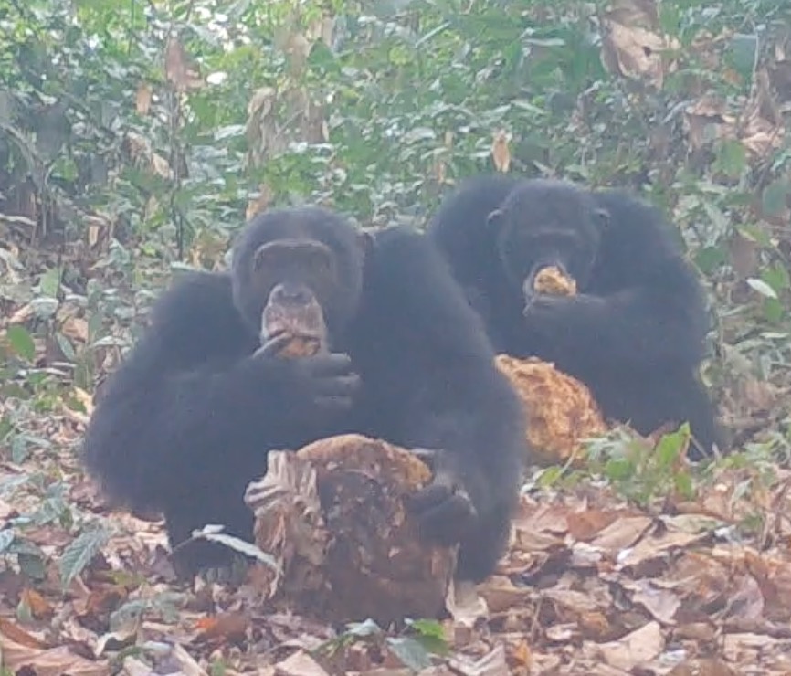 chimpanzees-alcohol.jpg