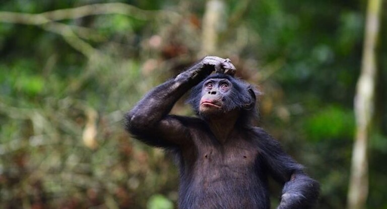 bonobo.jpg