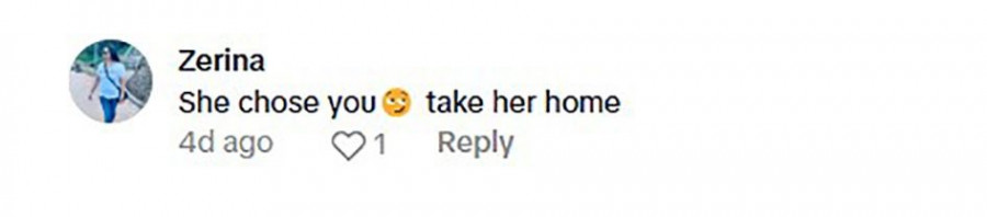 Social media comment on the post of Two friends on safari in South Africa were stunned when a lioness climbed into their truck bed and sniffed around for 10 minutes, with all windows luckily shut tight.