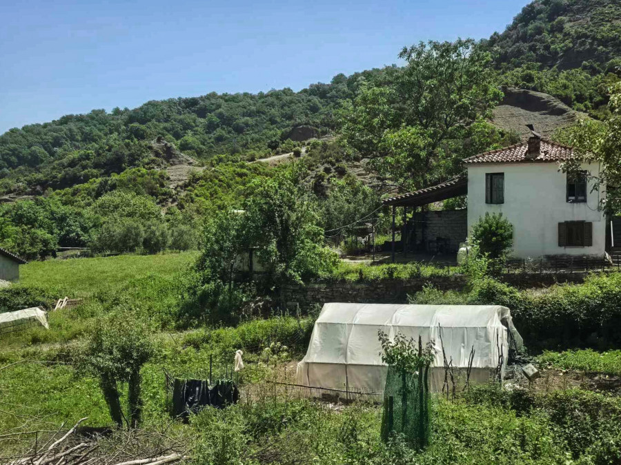 patroktonia 95xronou amfiloxia