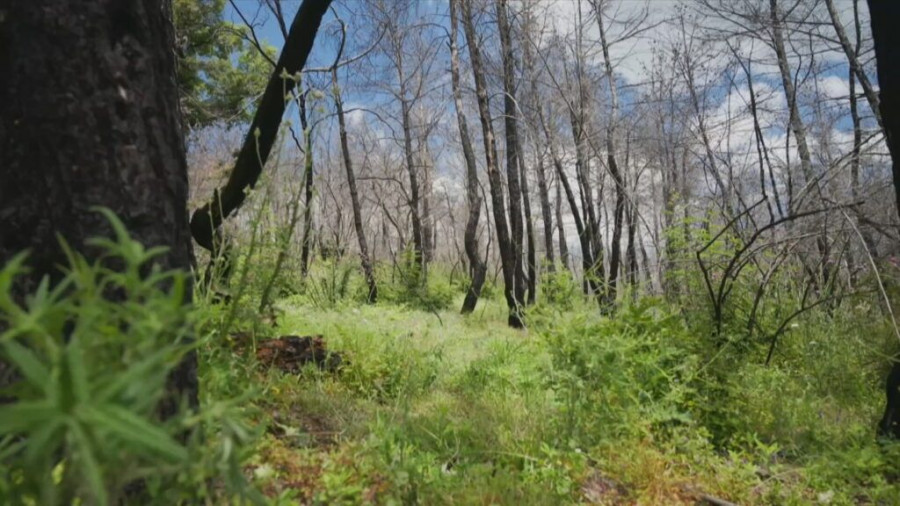 Οδοιπορικό ΕΡΤNews στη Δαδιά: Η φύση αντιστέκεται – Το δάσος αναγεννάται και πάλι 