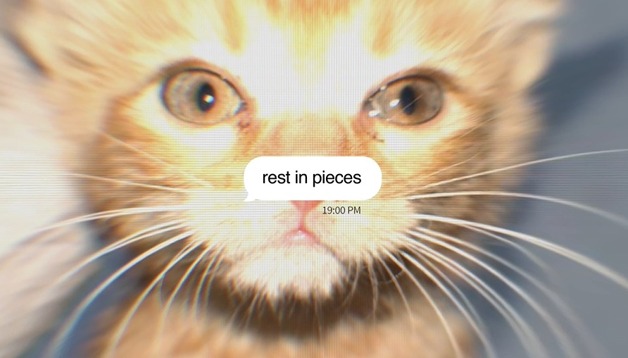 Μηνύματα - Γάτες