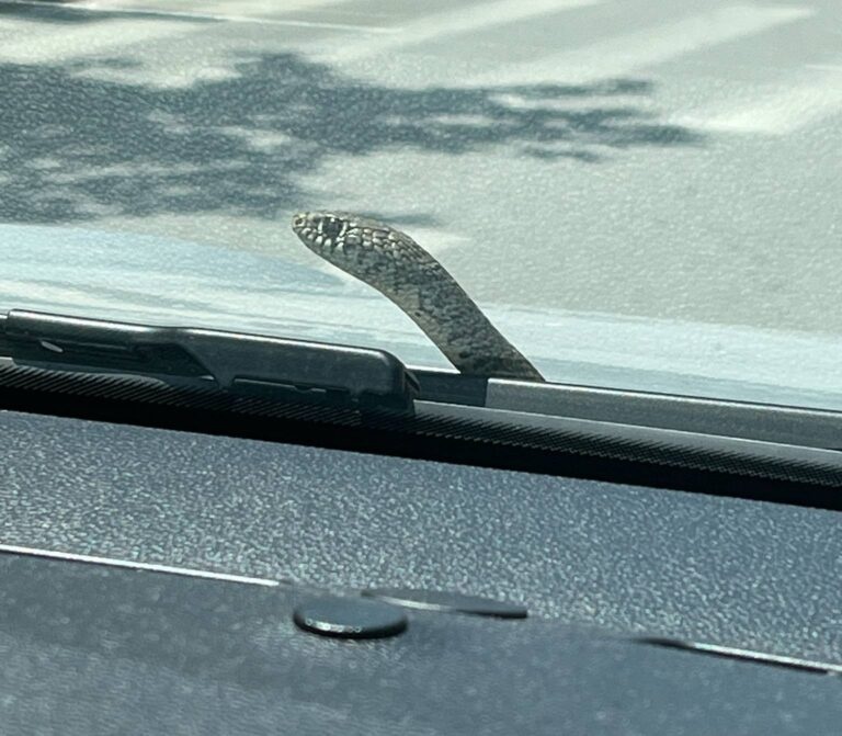 Φίδι - Αυτοκίνητο