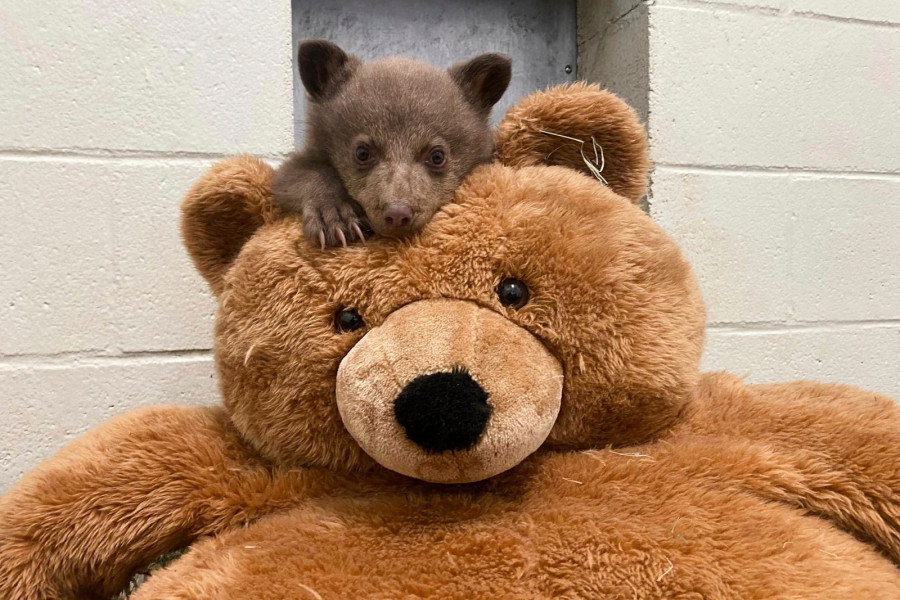 Αρκουδάκι - San Diego