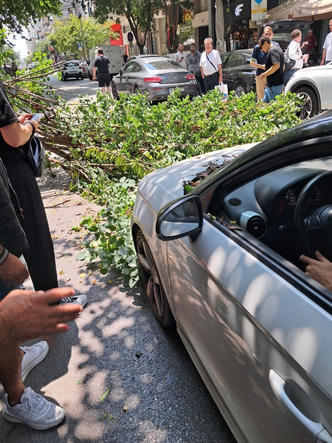 Δέντρο - Θεσσαλονίκη