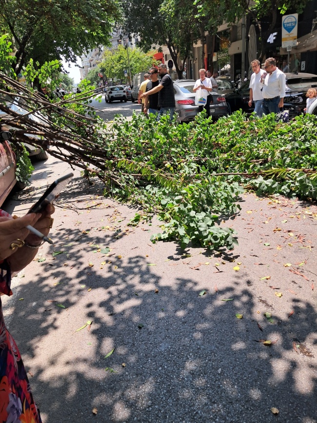 Δέντρο - Θεσσαλονίκη