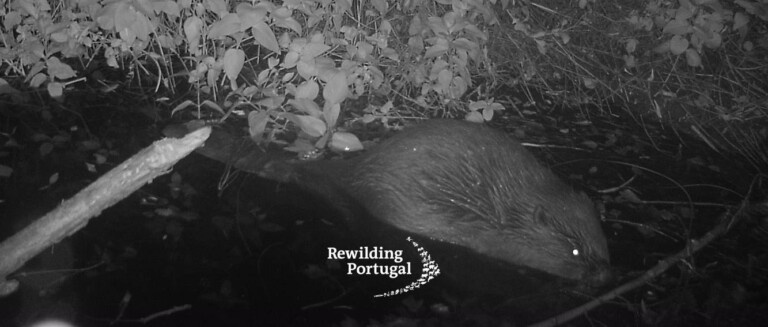 Κάστορας - Πορτογαλία