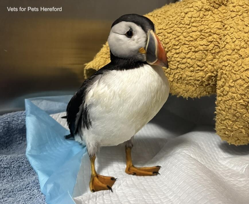 Πουλί - Ουαλία