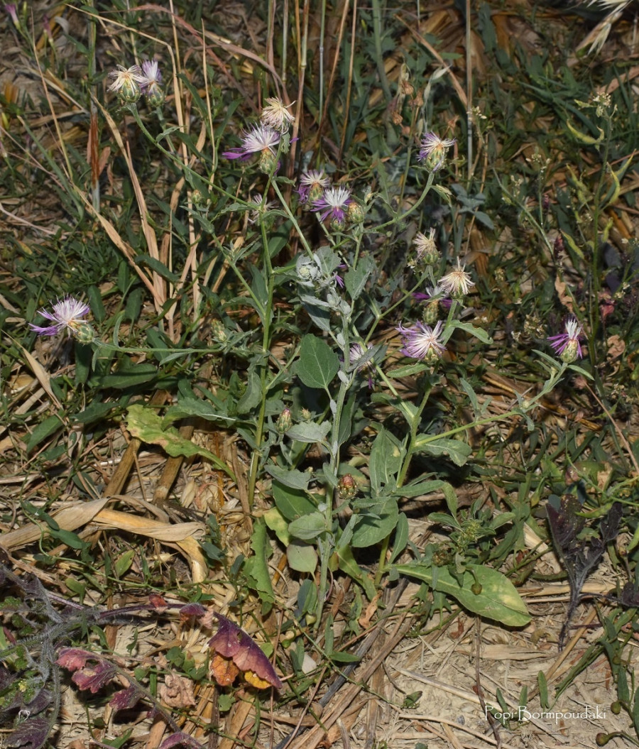 Centaurea diluta subsp. diluta