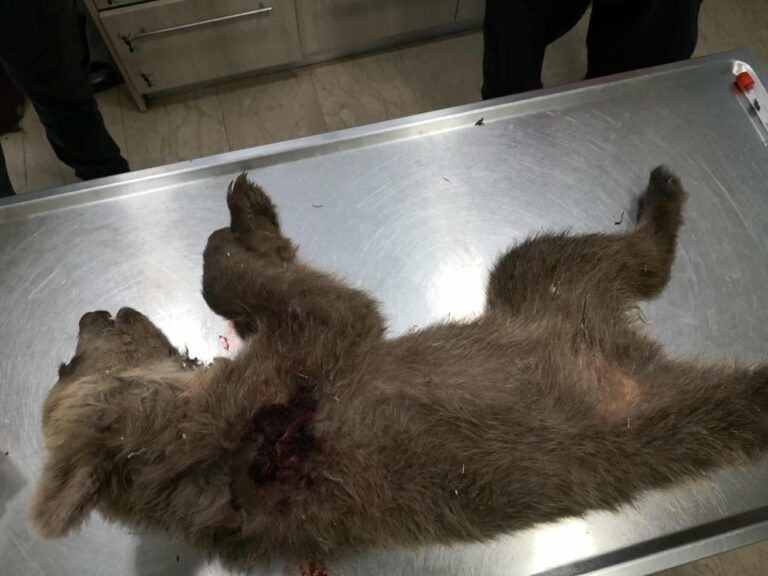 Καστοριά: Σκότωσαν με πυροβόλο όπλο αρκουδάκι έξι μηνών