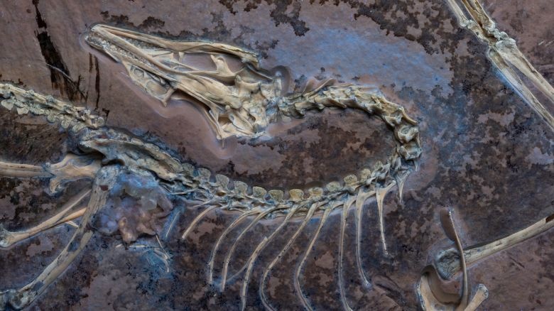 archaepteryx-fossil-under-uv-light-photo-by-delaney-drummond-photo-by-delaney-drummond-c-field-museum.jpg