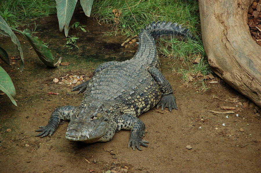 morelet-crocodile.jpg