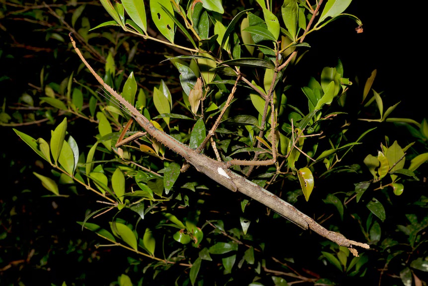 μεγαλύτερο έντομο Αυστραλία