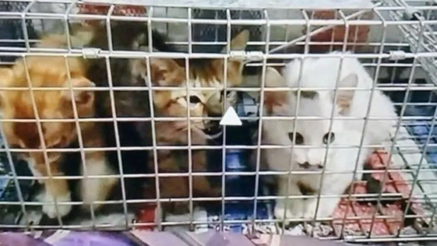 cat torture international group bbc