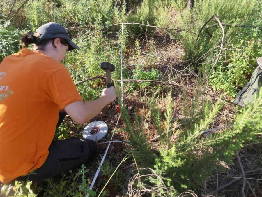 δαδια-φωτια-αναγεννηση
