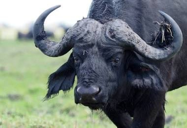 bufalo-blac-death.jpg
