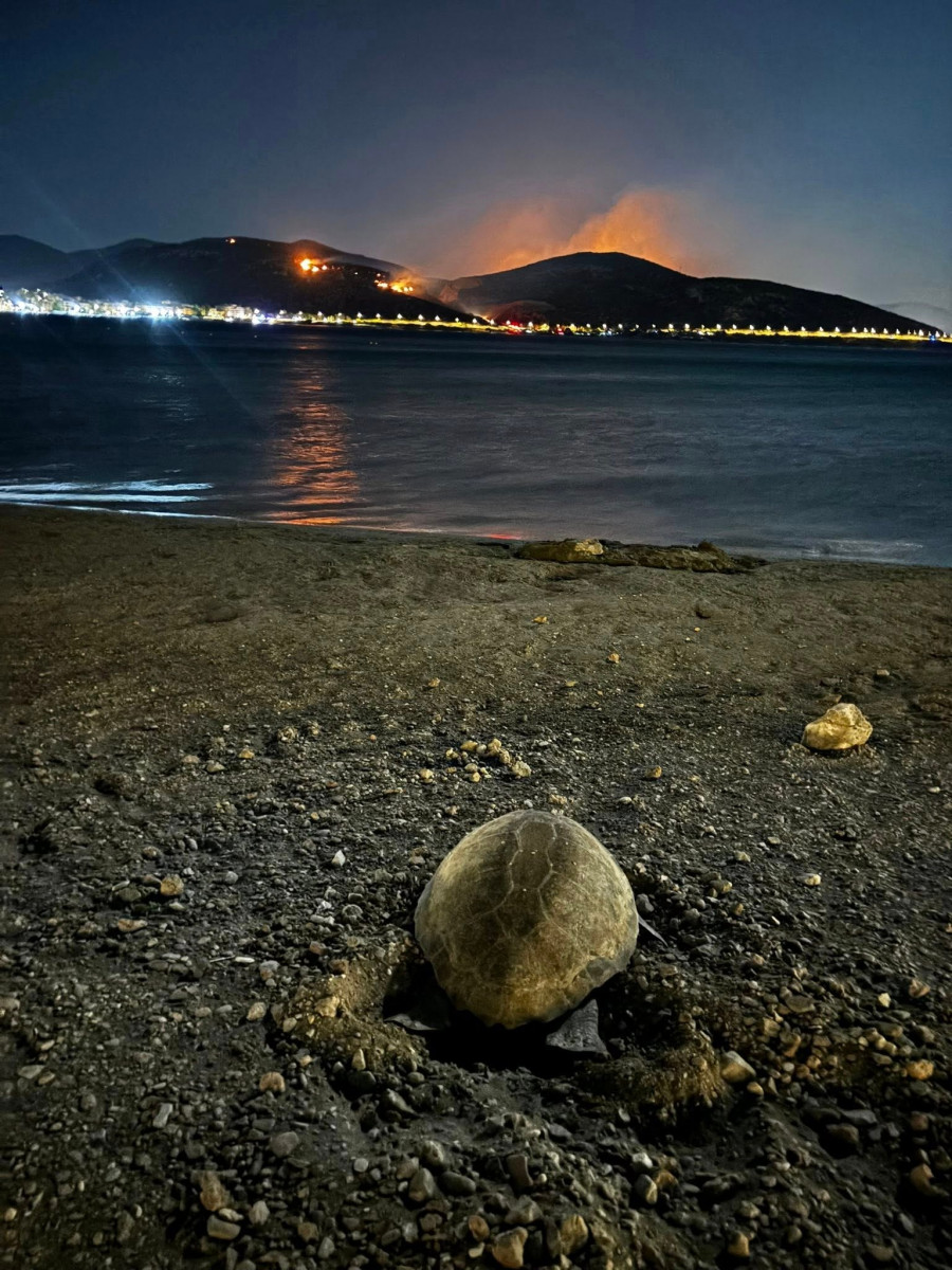 αναβυσσο ςχελωνα