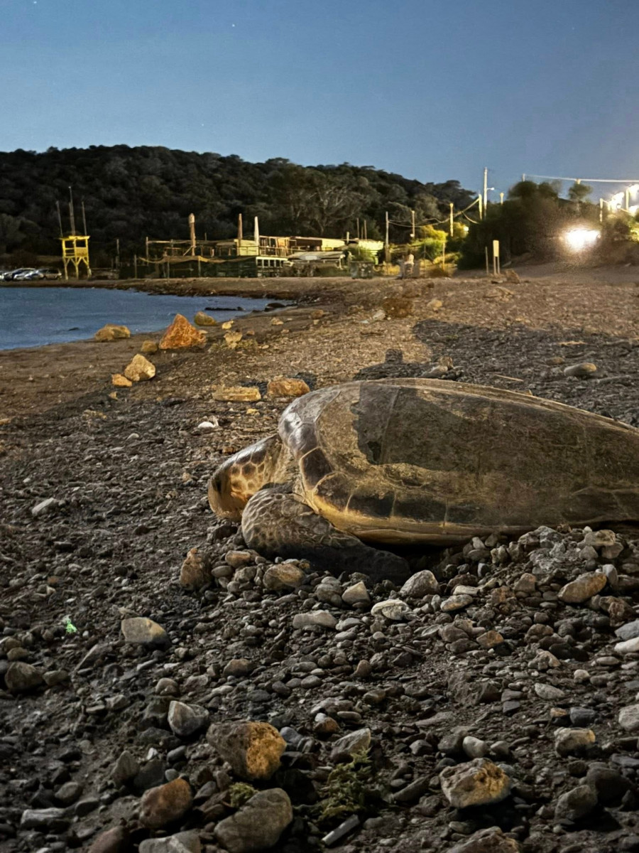 χελωνα αναβυσσος