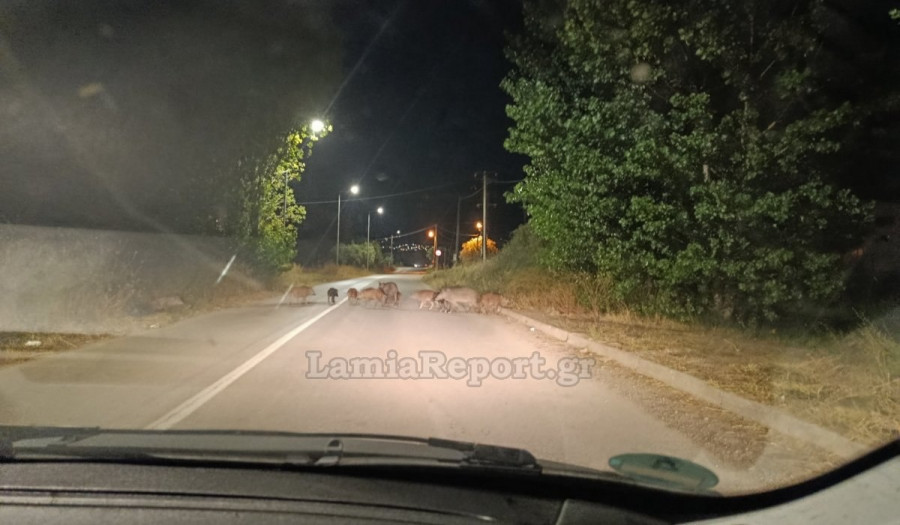 Αγριογούρουνα Λαμία