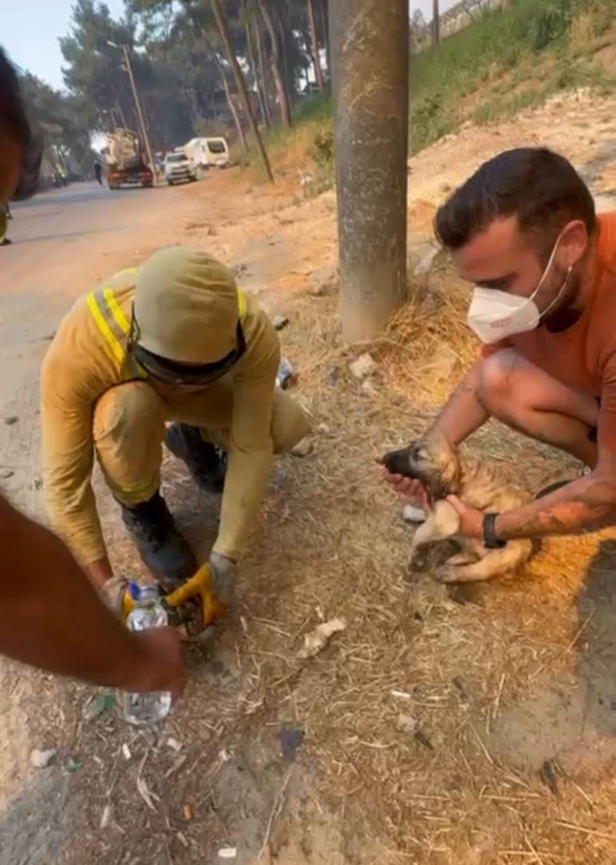 Φωτιά παίρνει ήρωες από τις φλόγες! Χελώνα και κουτάβι διασώθηκαν την τελευταία στιγμή - Εικόνα 3