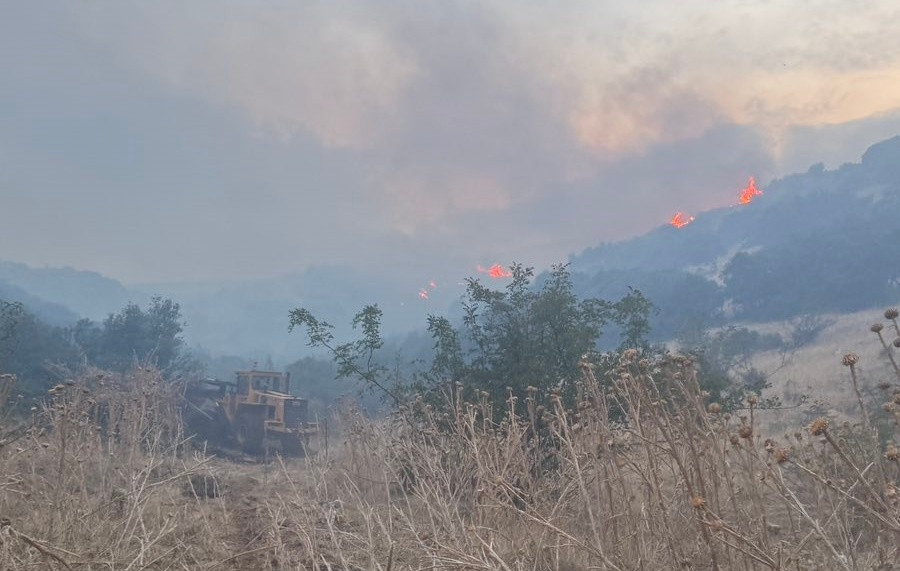 fotia-damasi3.jpg