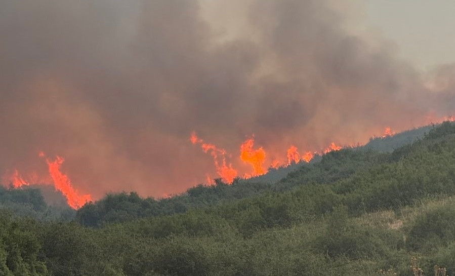 fotia-damasi6.jpg