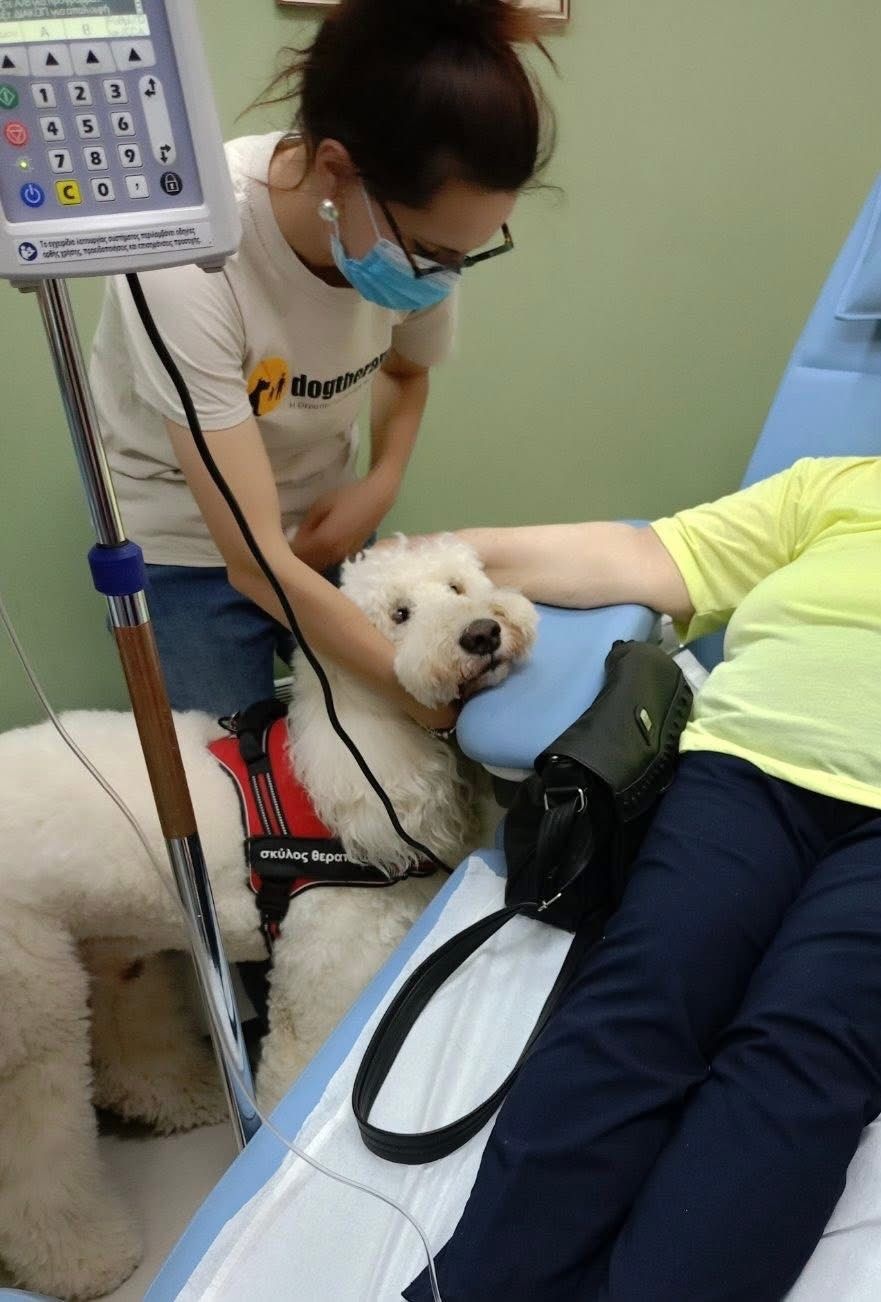 Σκύλος - Νοσοκομείο Μεταξά