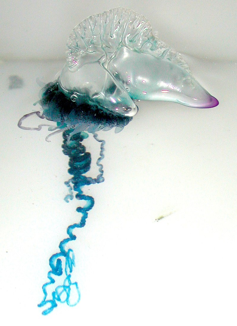 800px-portugueseman-o-warphysaliaphysalis.jpg
