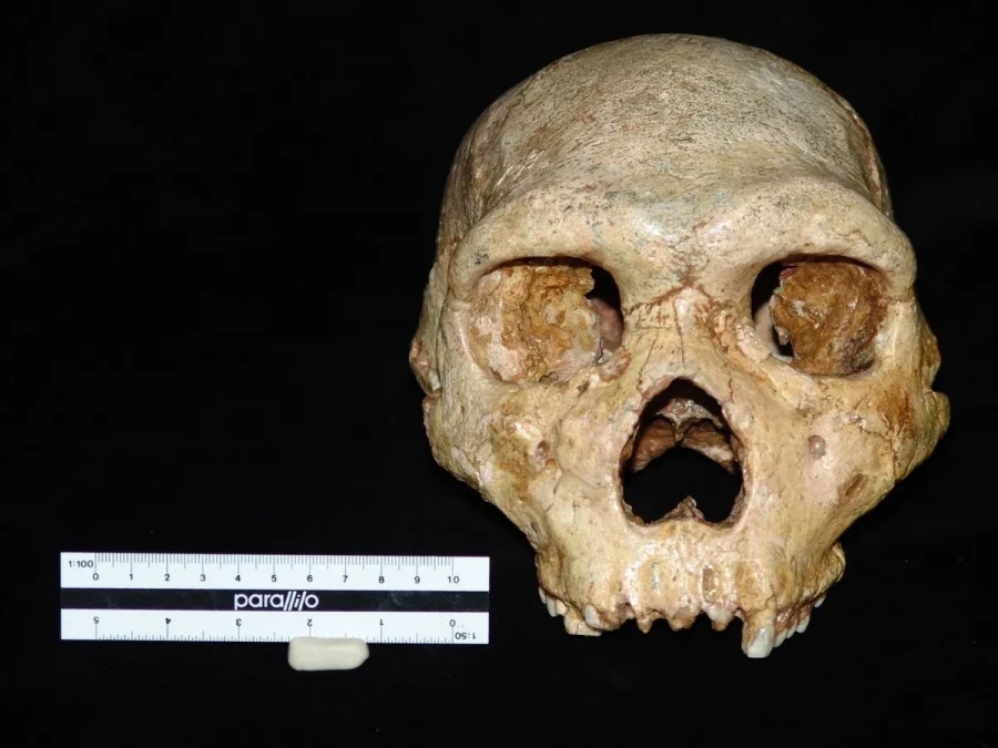 petrlona-skull.jpg