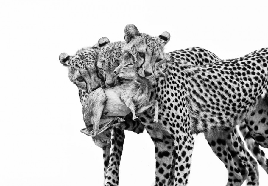 wildlife-photographre