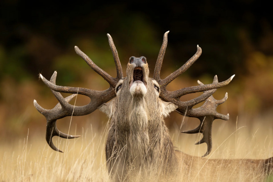 wildlife-photographer-2025