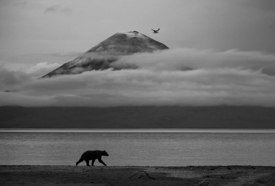 wildlife-photographer