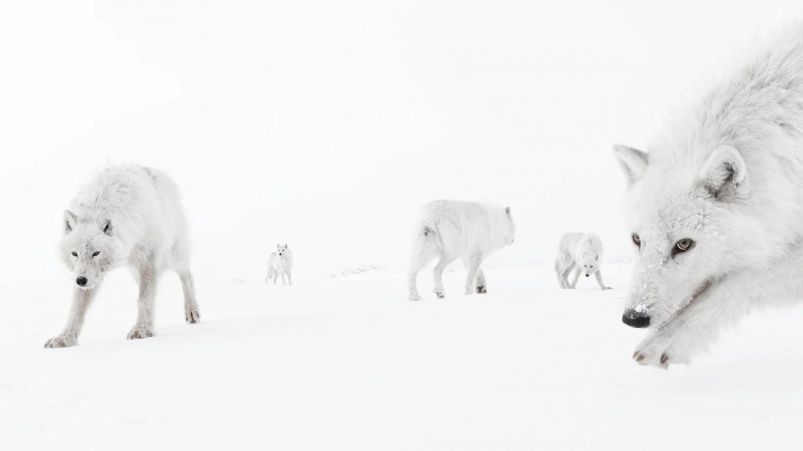 wildlife-photographer