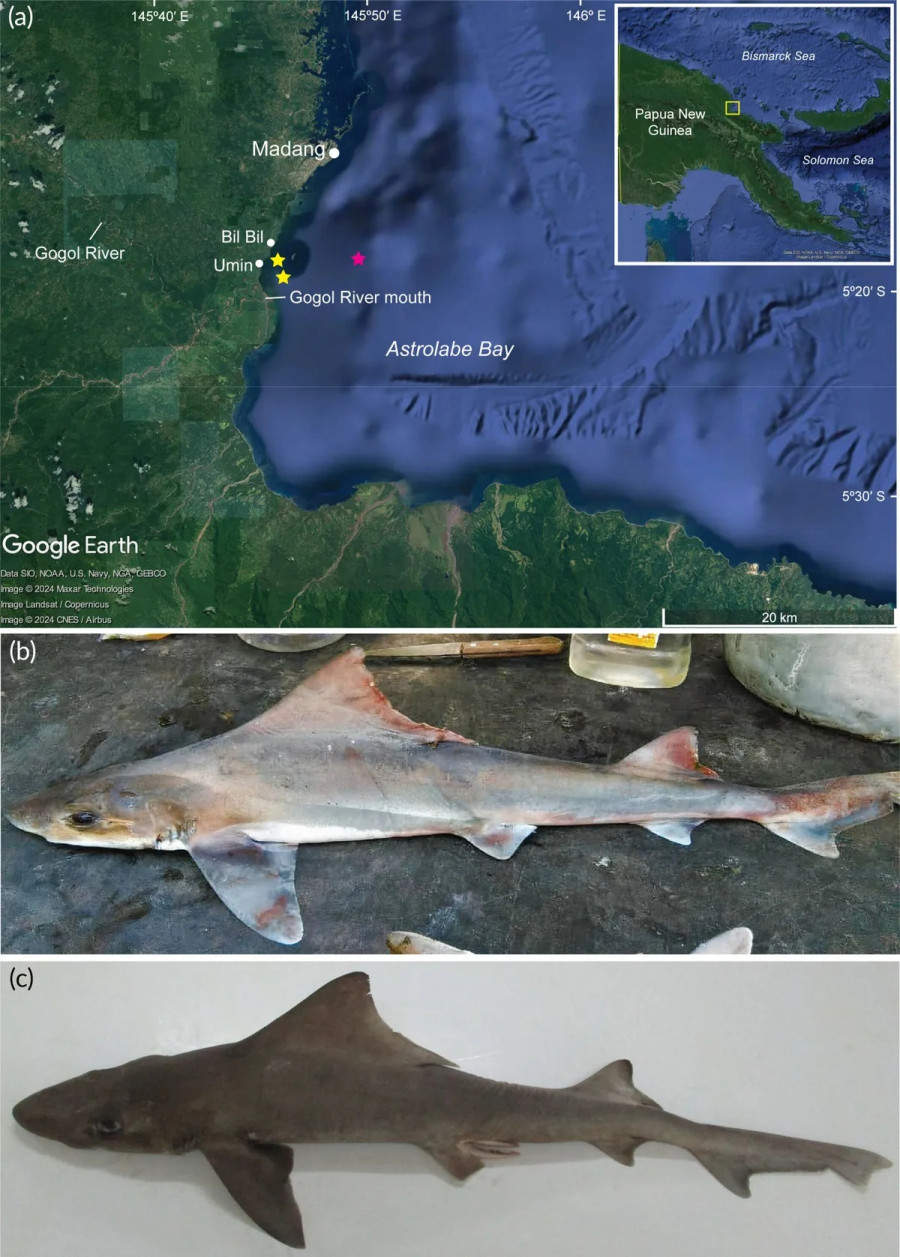 shark-map-l.jpg
