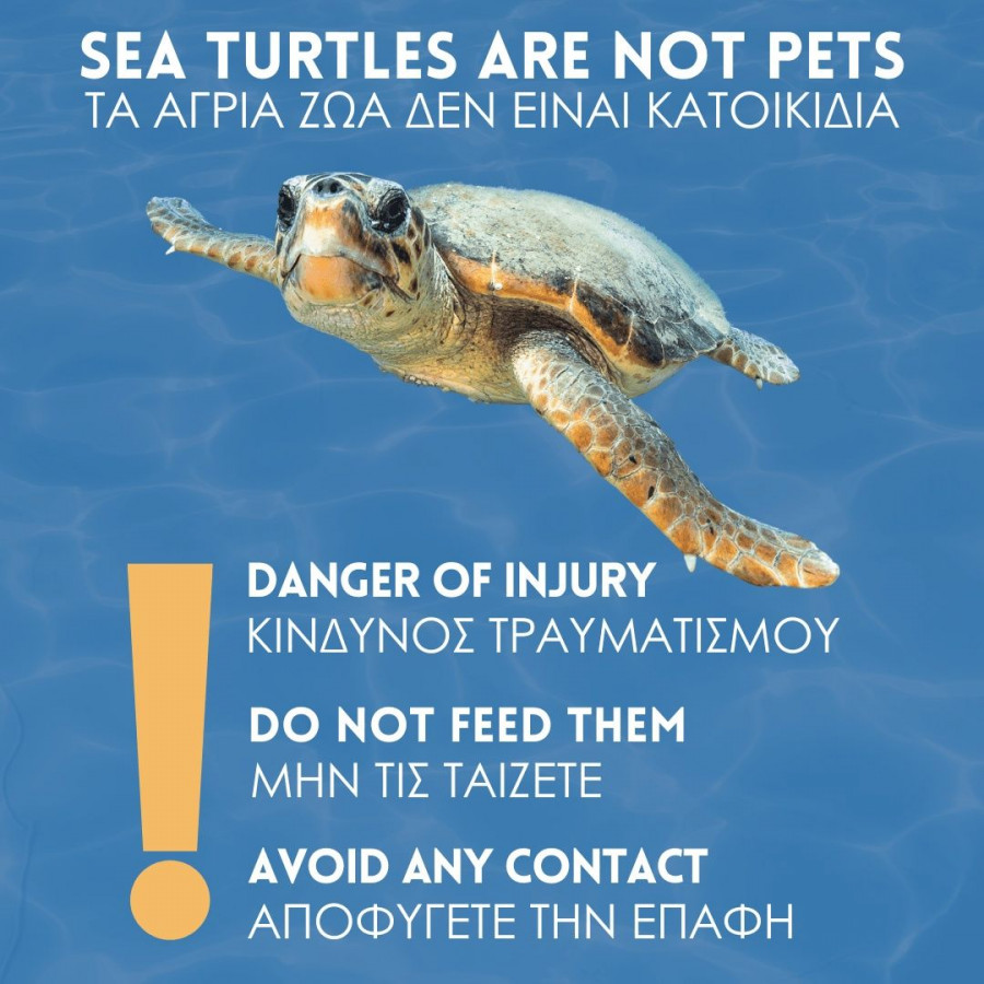DO NOT FEED SEA TURTLES.png