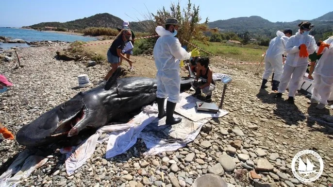 Νεκρός φυσητήρας στη Σάμο