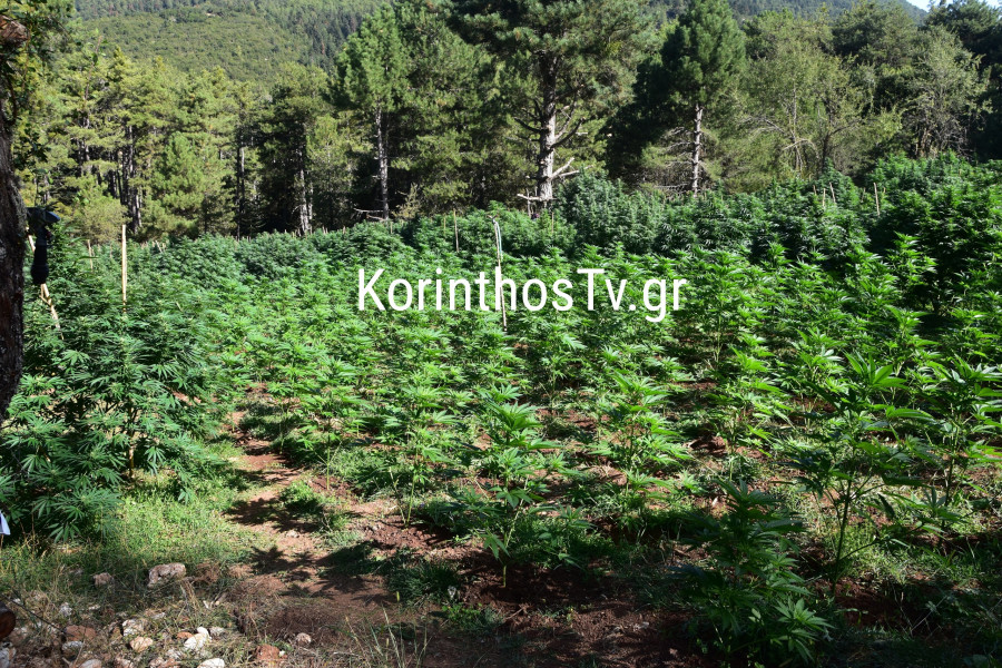 Κορινθία - Κάνναβη