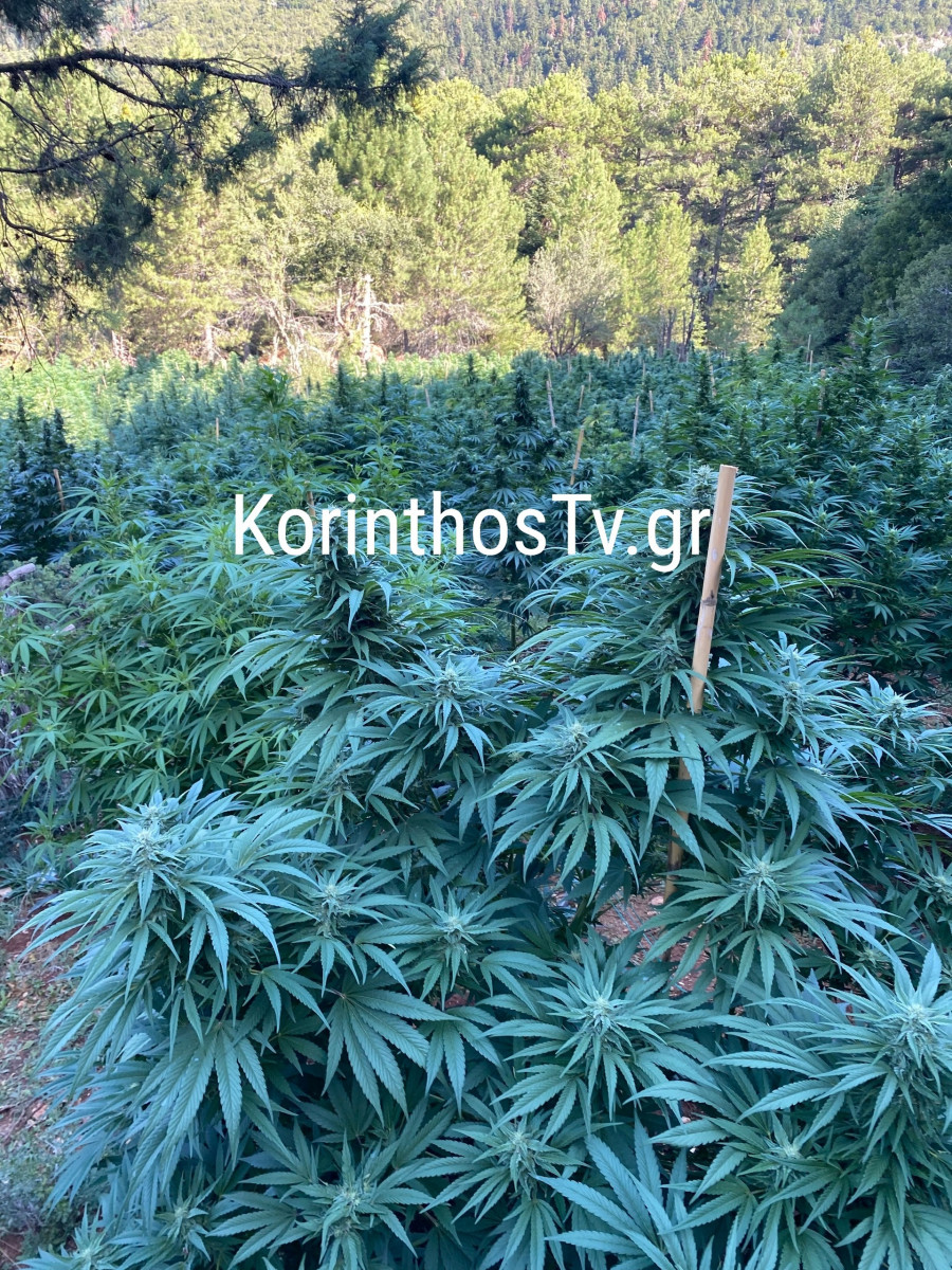 Κορινθία - Κάνναβη