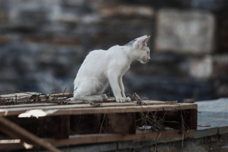 ΚΑΚΟΚΑΙΡΙΑ DANIEL