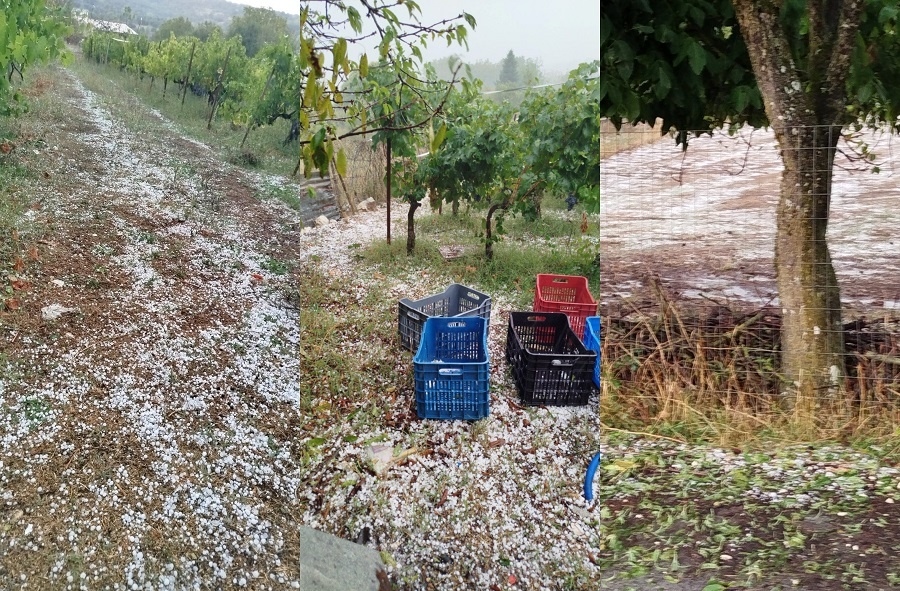 Ιωάννινα χαλάζι αμπέλια