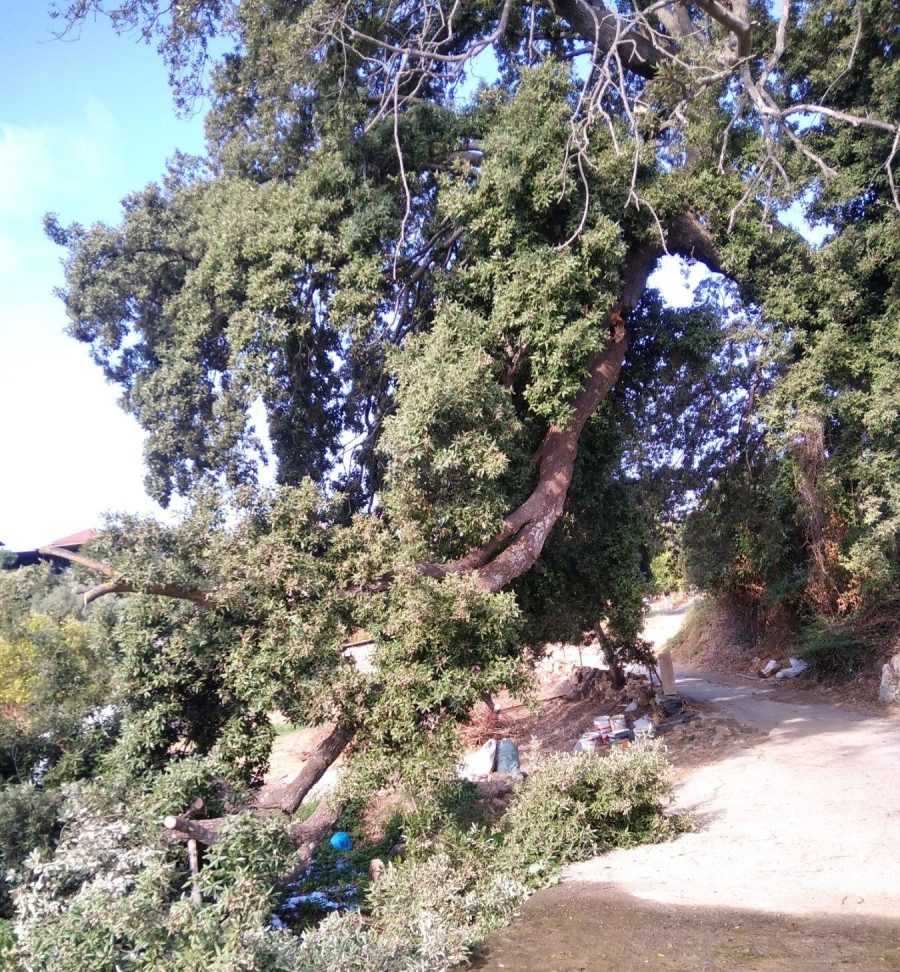 Βελανιδιά
