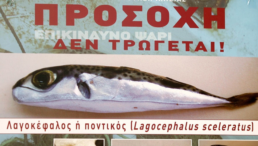 λαγοκέφαλος; lagokefalos; ΕΛΚΕΘΕ