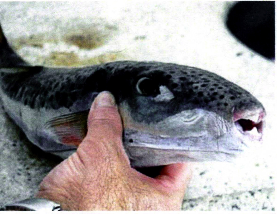 λαγοκέφαλος; lagokefalos