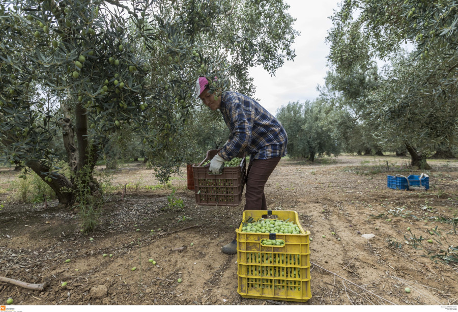 Αγρότες μαζεύουν ελιές σε χωράφι στην Χαλκιδική. Ο Λεωνίδας από την Κορυτσά, ο Ρούλης, ο Γιάννης και η Μαρία από το Ελμπασάν της Αλβανίας κατά την διάρκεια της συγκομιδής των ελιών (ΜΟΤΙΟΝΤΕΑΜ/ ΒΕΡΒΕΡΙΔΗΣ ΒΑΣΙΛΗΣ)