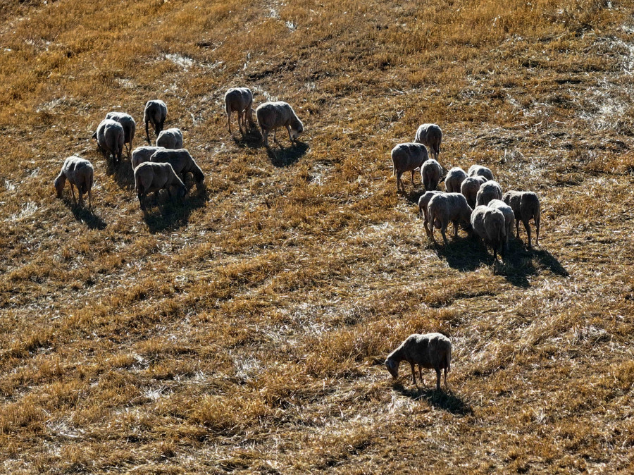 Κοπάδια, ευλογιά των προβάτων,