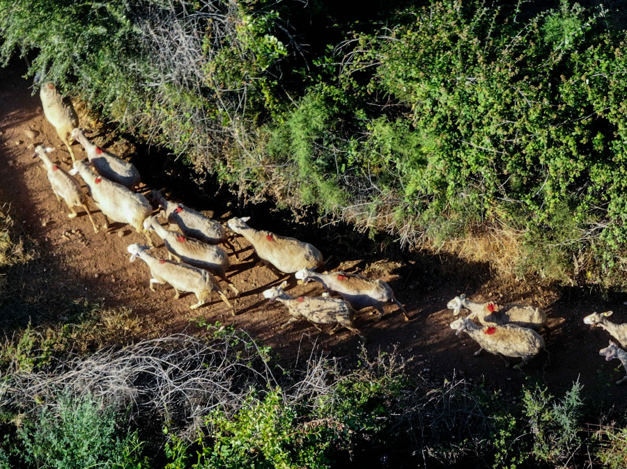 ΚΟΠΑΔΙΑ ΠΡΟΒΑΤΩΝ ΣΤΗΝ ΟΡΕΙΝΗ ΗΛΕΙΑ.ΦΩΤΟΓΡΑΦΙΑ ΑΝΤΩΝΗΣ ΝΙΚΟΛΟΠΟΥΛΟΣ/EUROKINISSI