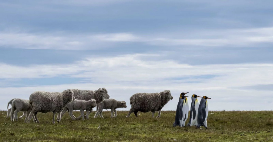 Pied Piper of Penguins