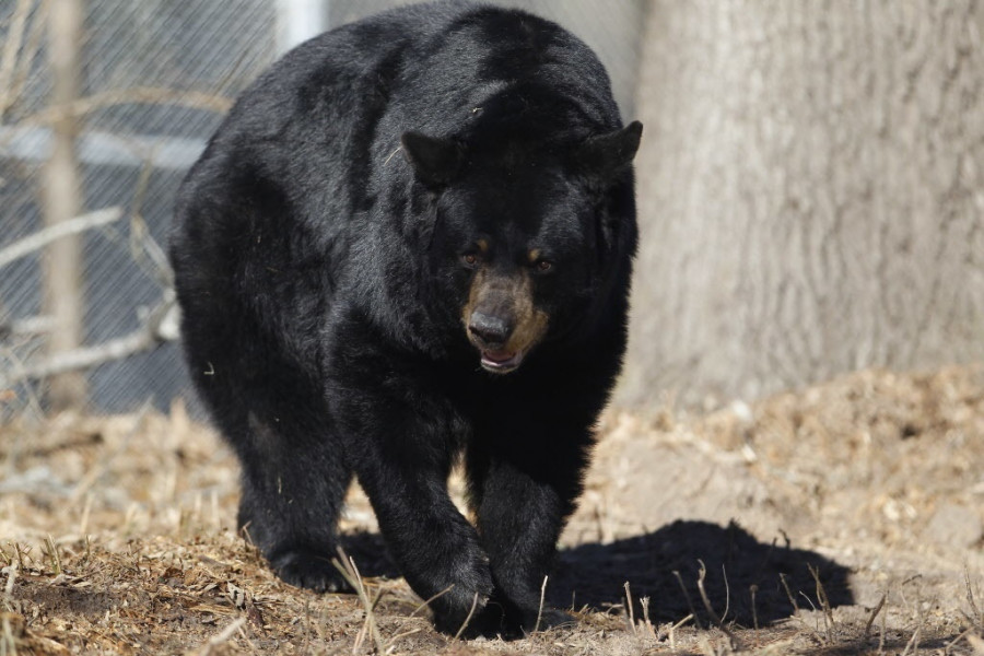 Black Bears arrive at Humane Society of the United States' affiliate Black Beauty Ranch