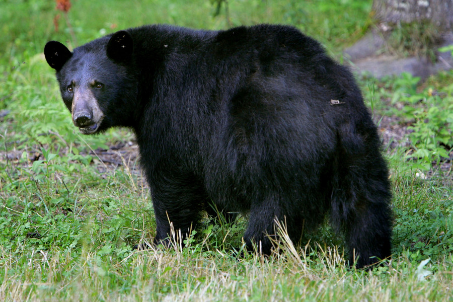 Feeding Bears